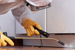 Messie Schädlingsbekämpfung Worms